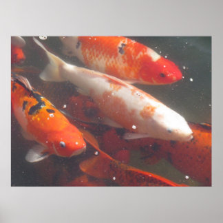 Koi Poster