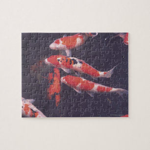 Koi swimming in pool jigsaw puzzle