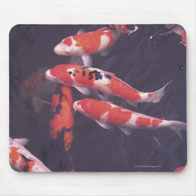Koi swimming in pool mouse pad (Front)