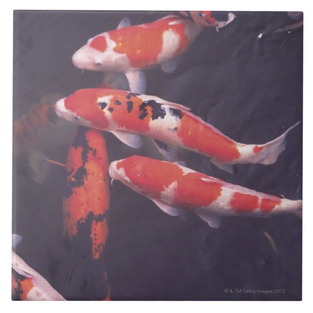 Koi swimming in pool tile (Front)