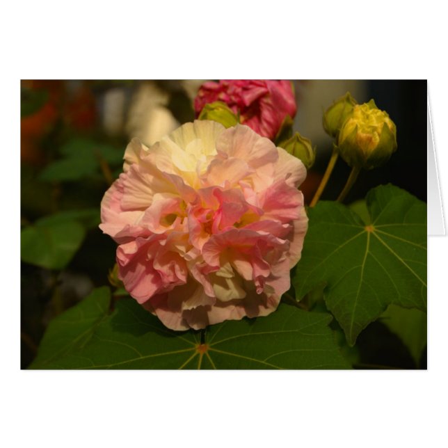 Koinonia   "Fellowship On The Path" (Front Horizontal)