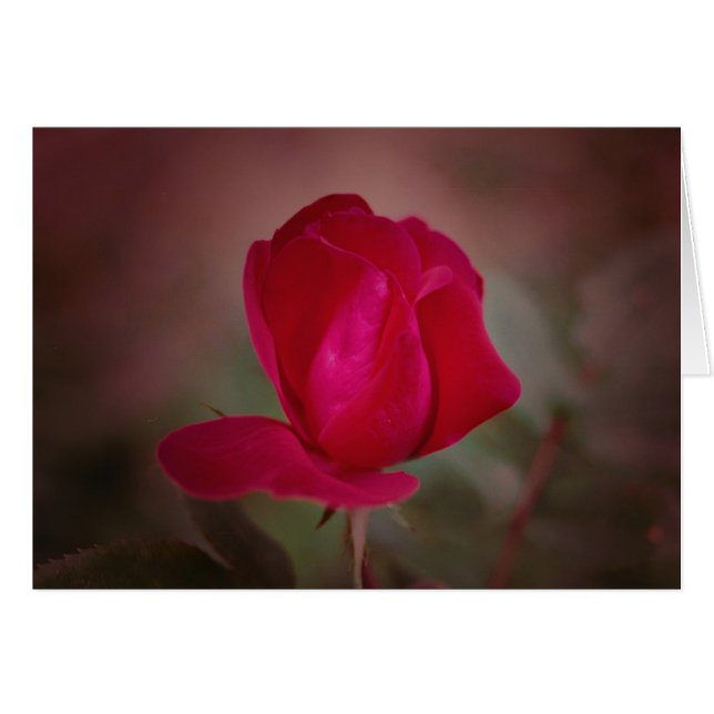 Koinonia   "Fellowship On The Path" (Front Horizontal)