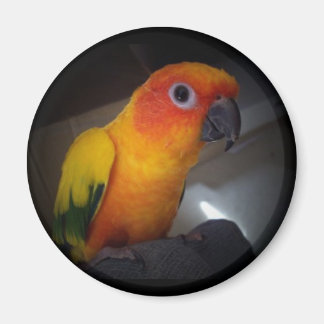 kojo the sun conure - Customized Magnet