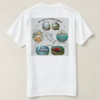 Kokanee Salmon Life‑Cycle Graphic
