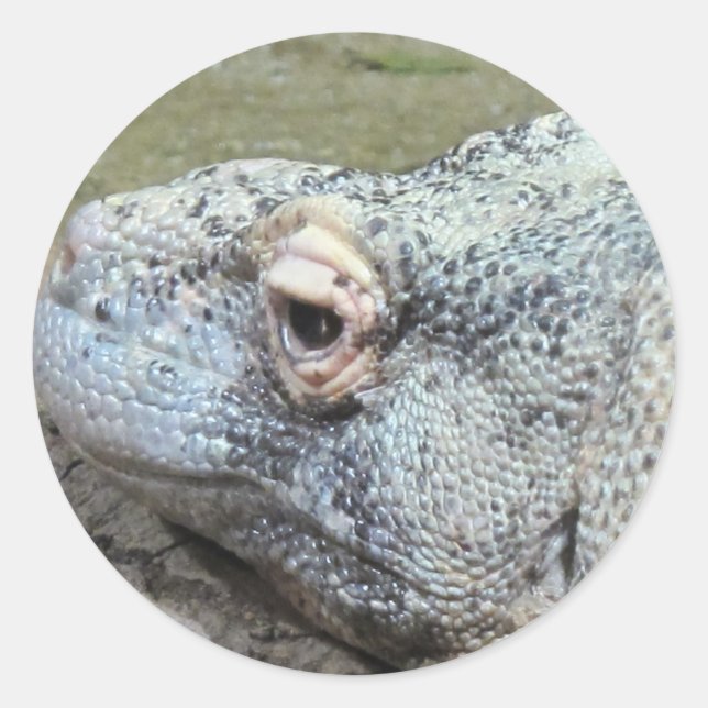 Komodo Dragon Classic Round Sticker (Front)
