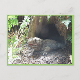 Komodo Dragon Coming Out Of His Home Under Tree Postcard