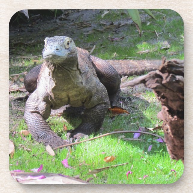 Komodo Dragon en plastique dur / Dessous de verre  (Devant)
