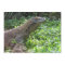Komodo Dragon Flat Greeting Card