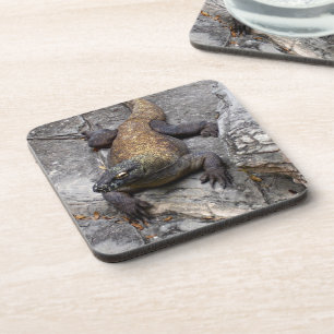 Komodo Dragon on Rugged Stones Coaster