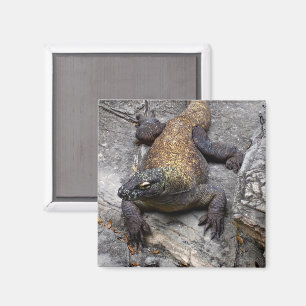 Komodo Dragon on Warm Stone Magnet