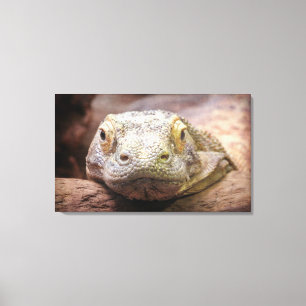 Komodo Dragon Photograph With Sad Face Canvas Print