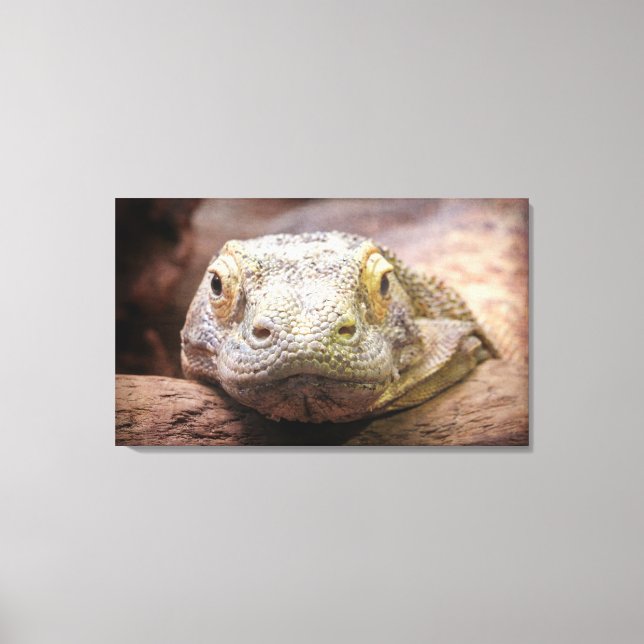 Komodo Dragon Photograph With Sad Face Canvas Print (Front)