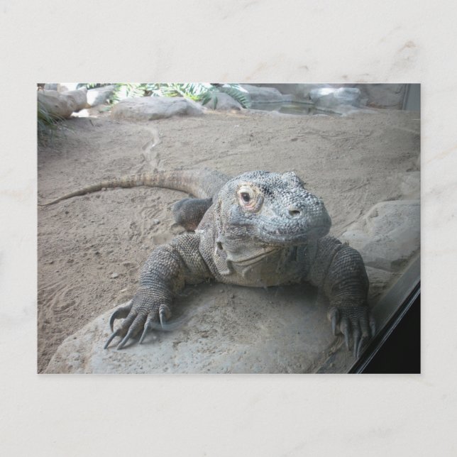 Komodo Dragon Postcard (Front)