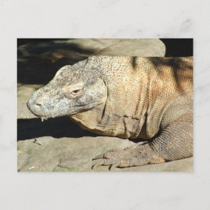 Komodo Dragon Postcard