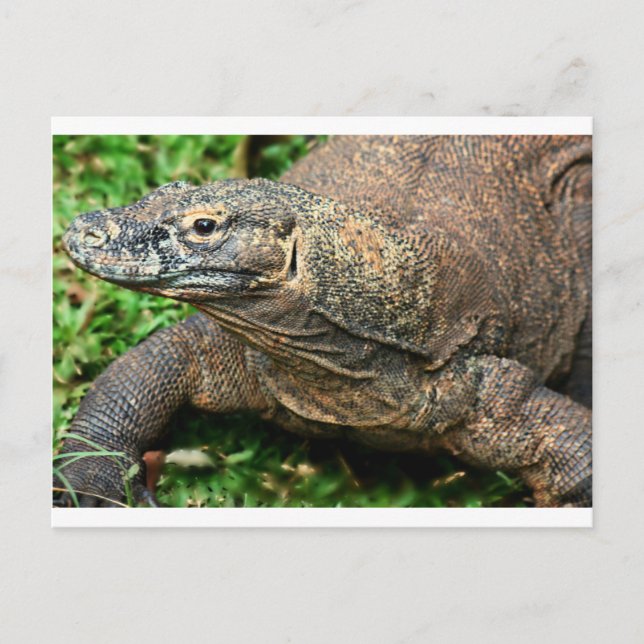 Komodo Dragon Postcard (Front)