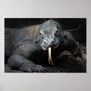 komodo dragon tongue out drooling poster