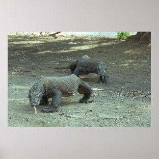 Komodo Dragons Poster