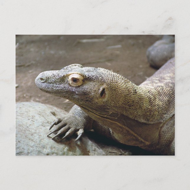 Komodo Profile Postcard (Front)