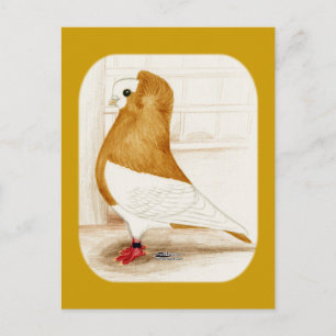 Komorner Yellow Mag Pigeon 1973 Postcard