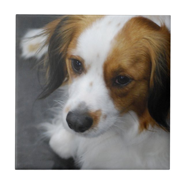 kooikerhondje-2.jpg tile (Front)