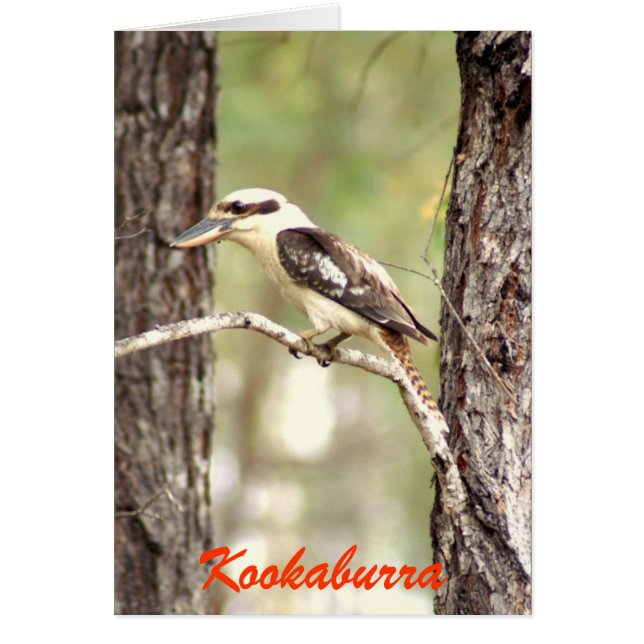 Kookaburra (Front)