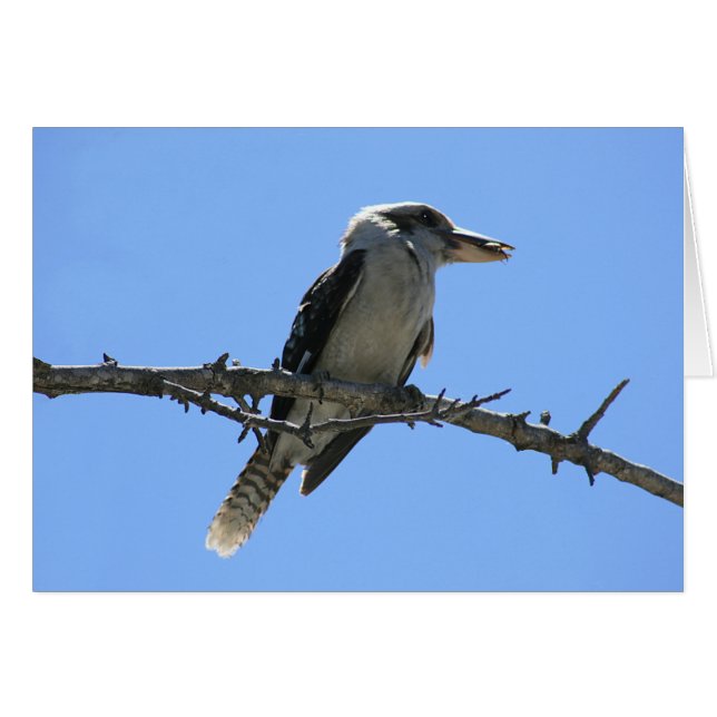 Kookaburra (Front Horizontal)