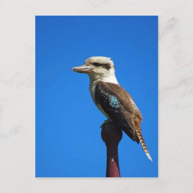 kookaburra BLUE Postcard (Front)