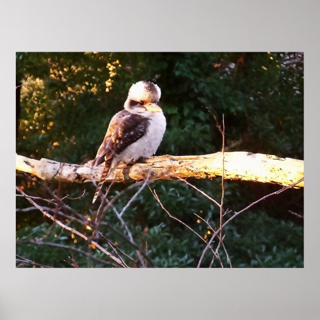KOOKABURRA EST ASSIS.. Poster (Devant)