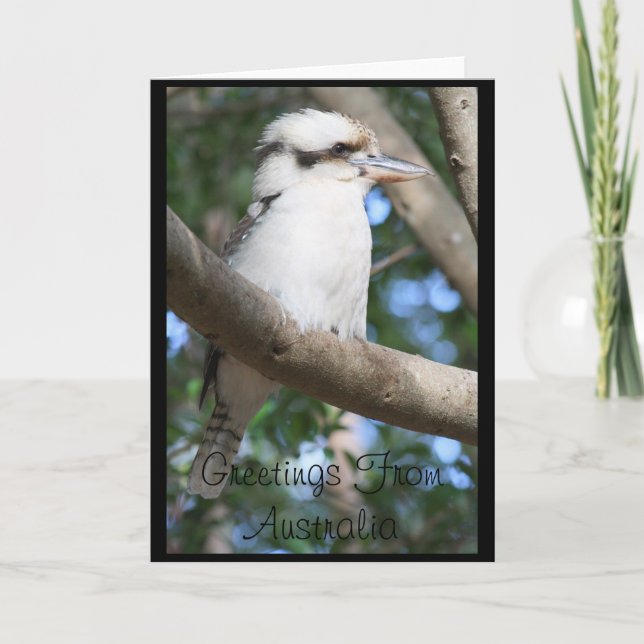 Kookaburra Greetings from Australia Greeting Card (Front)