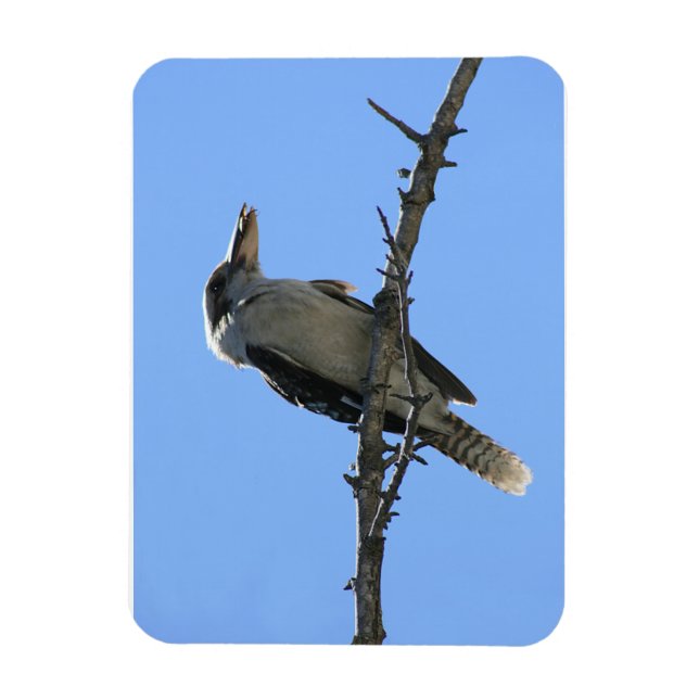 Kookaburra Magnet (Vertical)