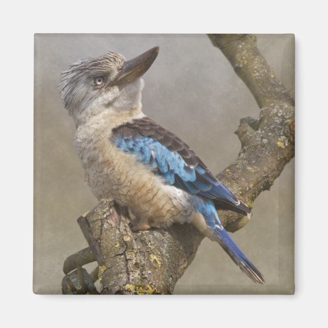 Kookaburra Magnet (Front)
