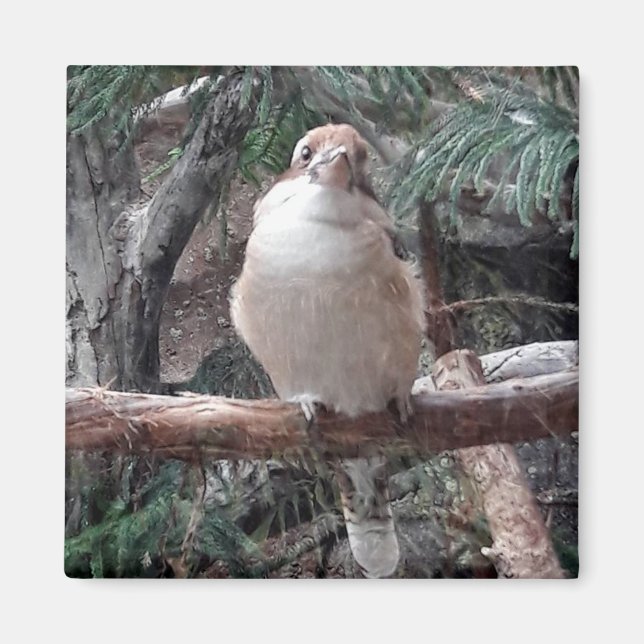 Kookaburra Magnet (Front)