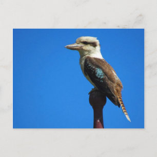 kookaburra postcard