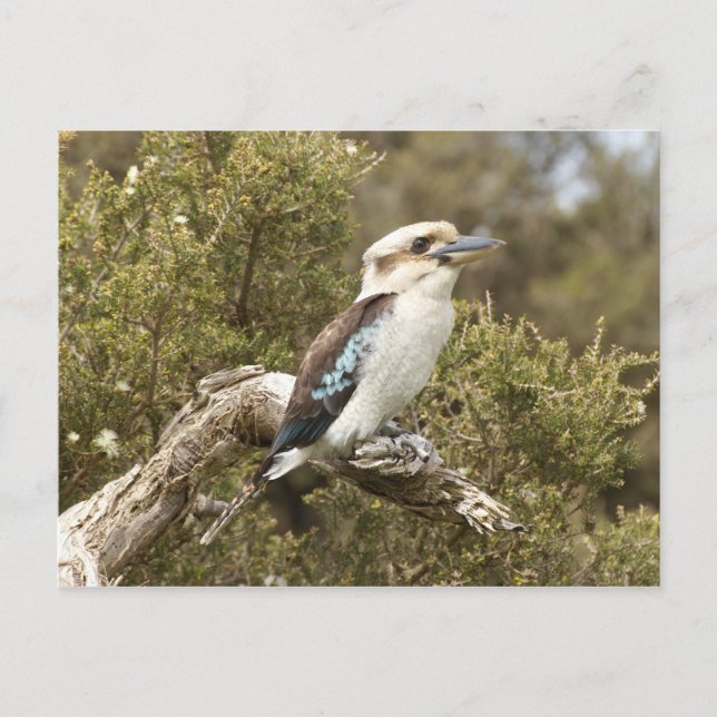 Kookaburra Postcard (Front)