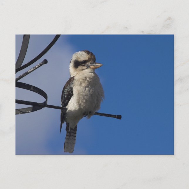Kookaburra Postcard (Front)