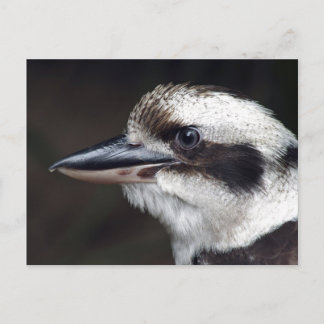 Kookaburra Postcard