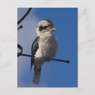 Kookaburra Postcard