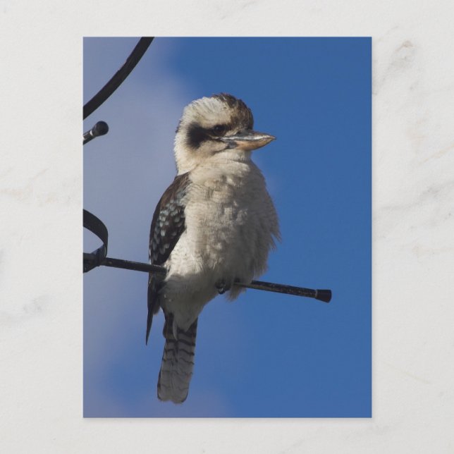 Kookaburra Postcard (Front)