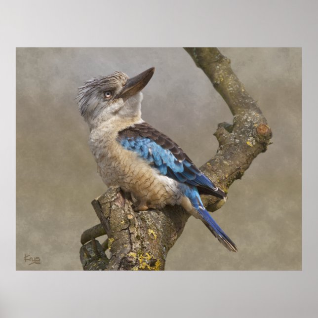 Kookaburra Print (Front)