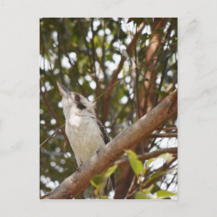 KOOKABURRA RURAL QUEENSLAND AUSTRALIA POSTCARD