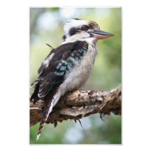 Kookaburra seen on Fraser Island