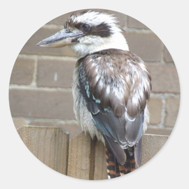 Kookaburra Sticker (Front)