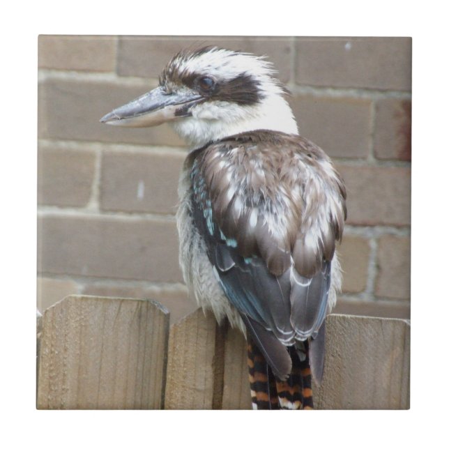 Kookaburra Tile (Front)