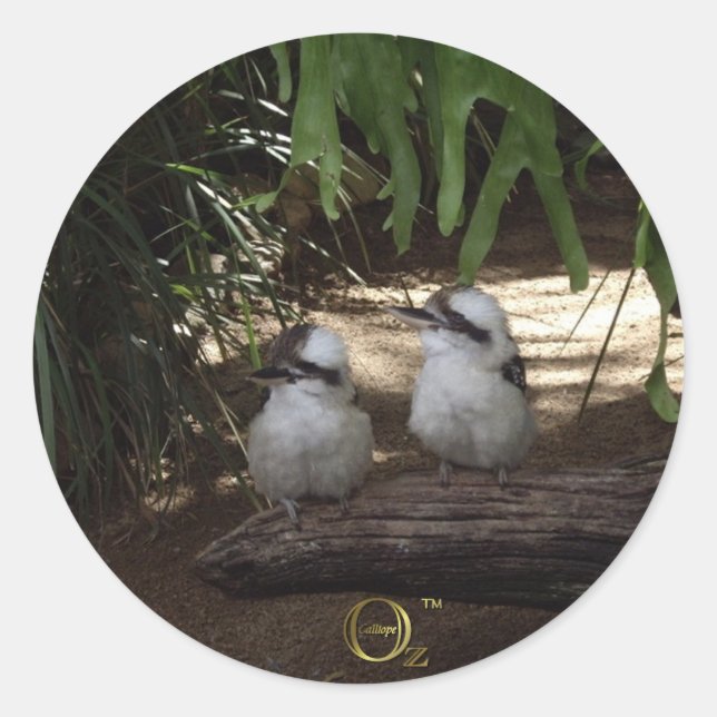 Kookaburras Laughing Classic Round Sticker (Front)