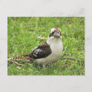 Kookabuura Postcard