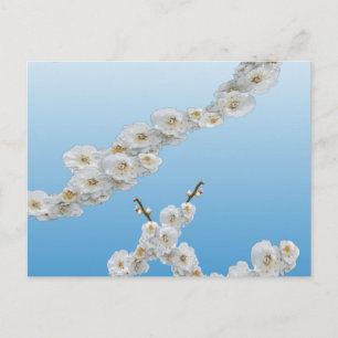 Korea Cherry Blossoms White Postcard