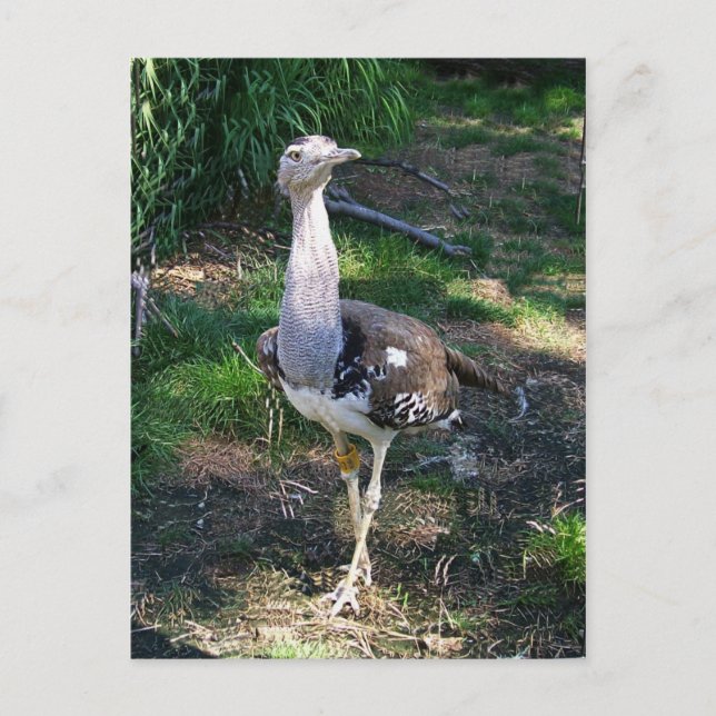 Kori Bustard Bird Postcard (Front)