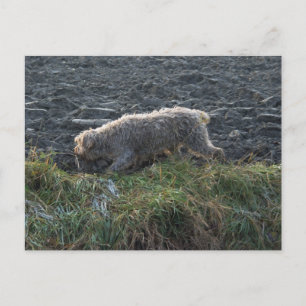 Korthals Griffon - Tsjip roaming the land Postcard