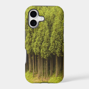 Koya Sugi Cedar Trees