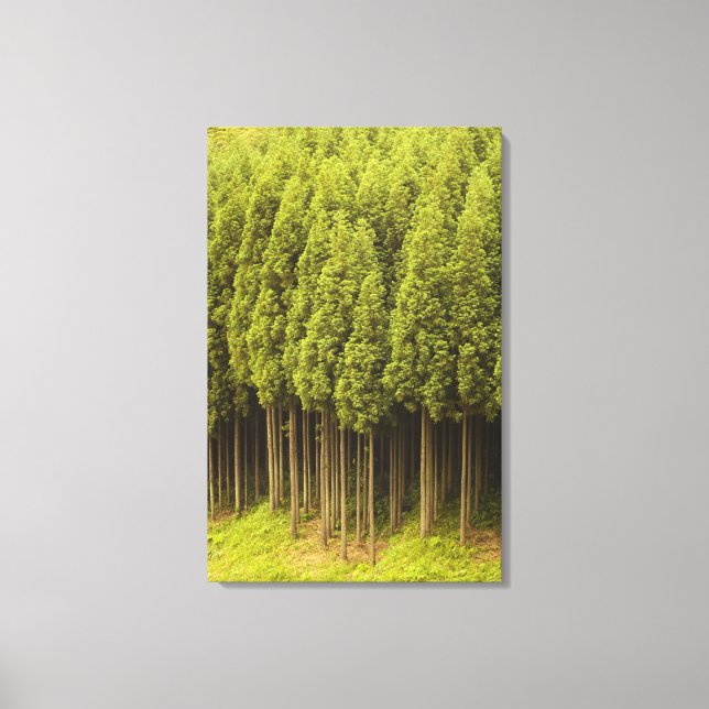Koya Sugi Cedar Trees Canvas Print (Front)